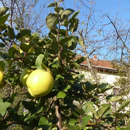 Guest house Guest House Pribojska Banja 3*