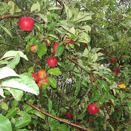 Guest House Pribojska Banja