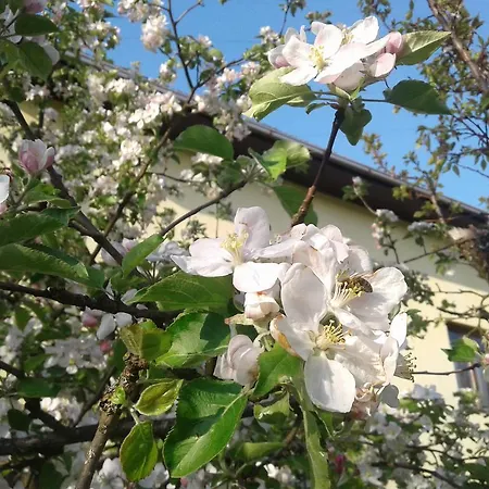 Guest house Guest House Pribojska Banja 3*