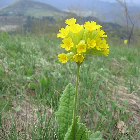 Guest House Pribojska Banja Guest house